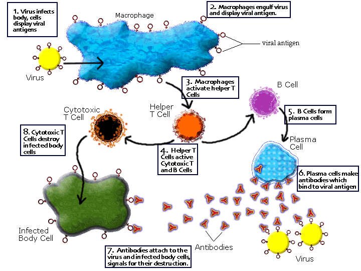 484_Viruses and the immune system.png